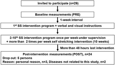 Chronic effects of a static stretching intervention program on range of motion and tissue hardness in older adults